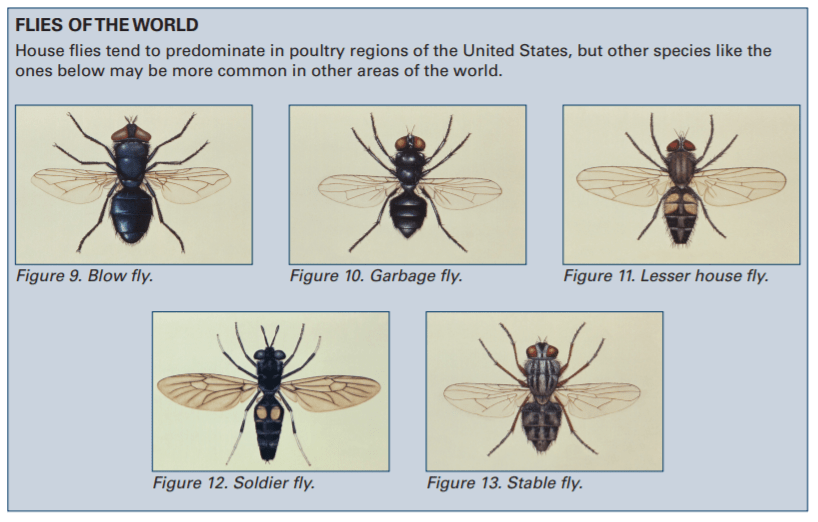Fly Management Surveillance and control The Poultry Site